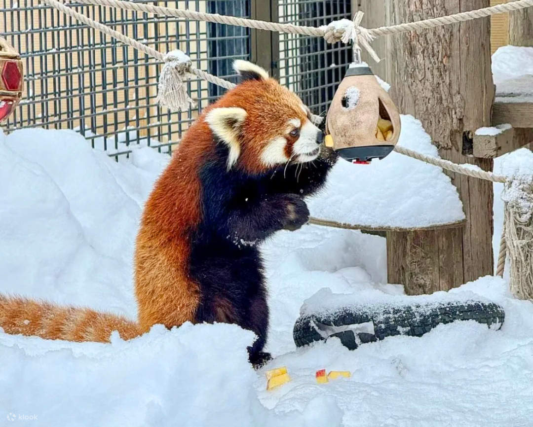 Depart from Sapporo｜Winter Only] Hokkaido Asahikawa Zoo Day